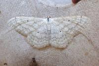 Scopula incanata