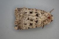 Chersotis multangula