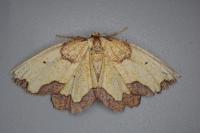 Epione vespertaria