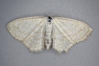 Scopula immutata