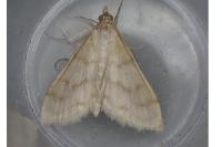 Paracorsia repandalis