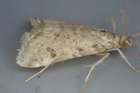 Hellula undalis