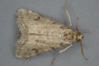 Hellula undalis