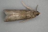 Eccopisa effractella