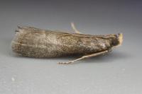 Eccopisa effractella
