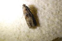 Phycita roborella