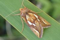 Plusia festucae