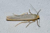 Manulea complana