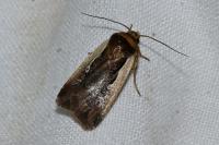Ochropleura plecta