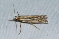 Ancylolomia tentaculella