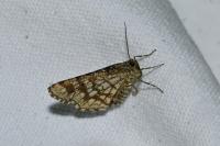 Chiasmia clathrata