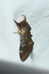 Notodonta dromedarius