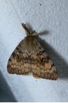 Lymantria dispar