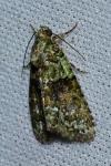 Cryphia algae