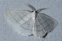 Cabera pusaria