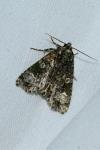 Craniophora ligustri