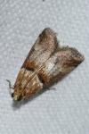Acrobasis repandana