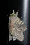 Stauropus fagi
