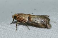 Acrobasis tumidana
