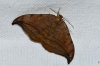Drepana curvatula