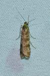 Nomophila noctuella
