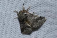Thaumetopoea processionea