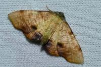 Plagodis dolabraria