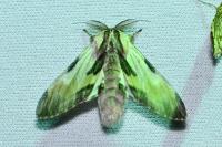 Harpyia milhauseri