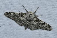Biston betularia