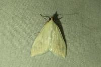 Sitochroa palealis
