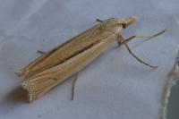 Ancylolomia tentaculella