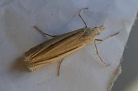 Ancylolomia tentaculella