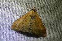 Mecyna flavalis