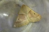 Crocallis elinguaria
