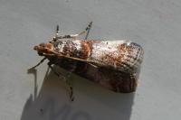 Acrobasis advenella
