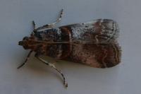 Acrobasis advenella