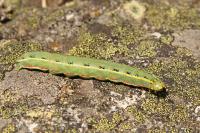 Xylena exsoleta