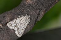 Acronicta aceris