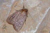 Amphipyra tragopoginis