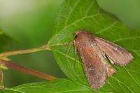 Apamea lateritia