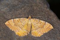 Camptogramma bilineata