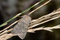 Euxoa decora simulatrix