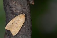 Enargia paleacea