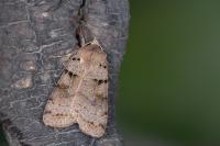 Eugnorisma depuncta