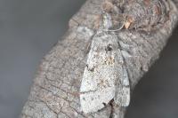 Gynaephora fascelina