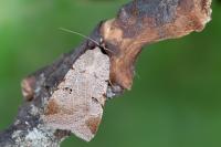 Lygephila craccae