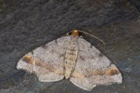 Macaria liturata