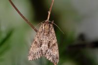 Apamea monoglypha monoglypha