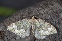 Colostygia olivata
