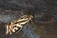 Emmelia trabealis